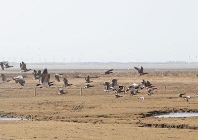 Fliegende Gänse auf Baltrum