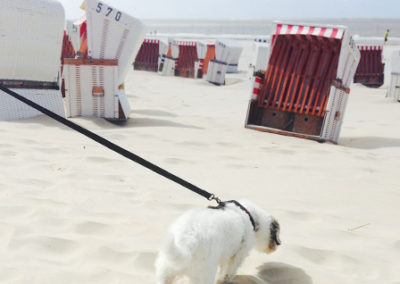 Kleiner Hund an der Leine am Strand zwischen Strandkörben