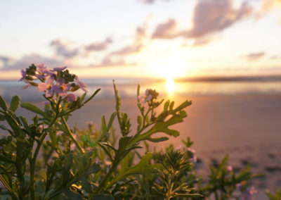 Rosa Blüte mit Sonnenuntergang über dem Meer im Hintergrund