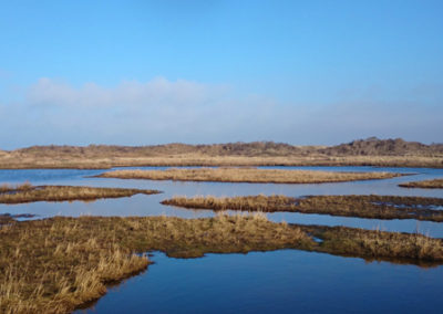 Wasserfläche mit Gräsern auf Baltrum