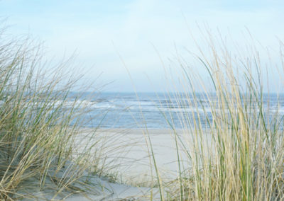 Dünengras mit Meer im Hintergrund