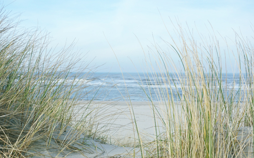 Dünengras mit Meer im Hintergrund