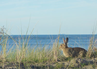 Ein Hase und im Hintergrund das Meer mit einem Schiff