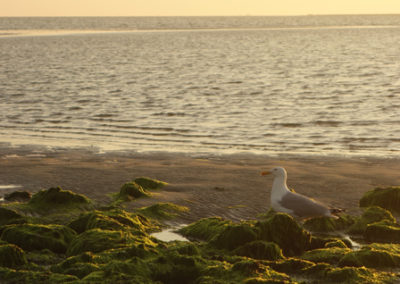 Eine Möwe die zufrieden am Meer steht