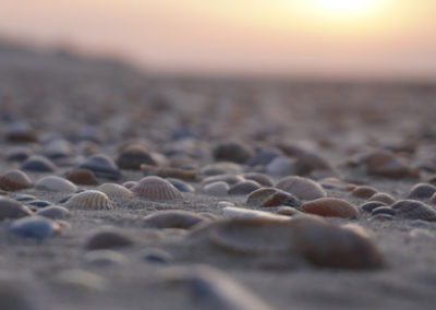 Muscheln und Sand bei Sonnenuntergang