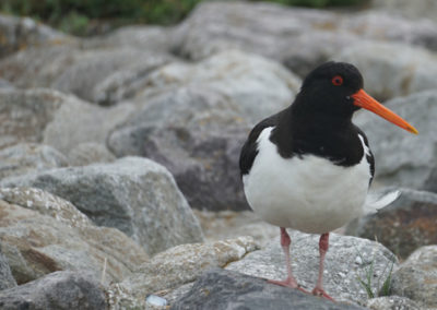 Austernfischer auf Baltrum