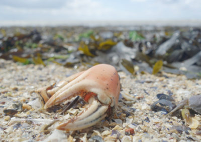 Krebsschere mit Sand, ALgen und Muscheln