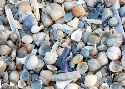 Buntes Mischmasch von verschiedenen Muscheln